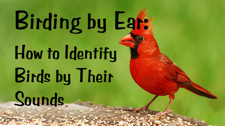 Birding By Ear — How To Identify Birds By Their Sounds – ~ When Life Is ...